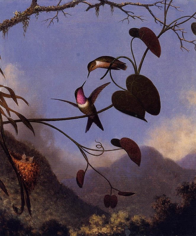 Martin Johnson Heade Amethyst Woodstar
